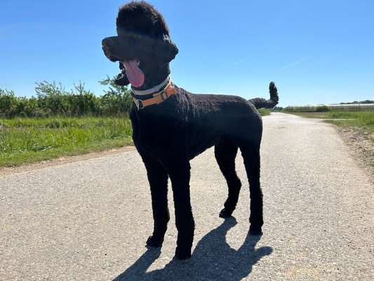 Hundetreffen-Social Walk/Gemeinsam Spazierengehen-Bild