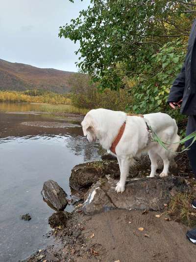 Wie sitzt mein Geschirr?-Beitrag-Bild