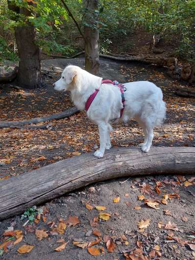 Wie sitzt mein Geschirr?-Beitrag-Bild