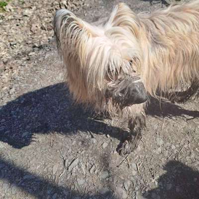 Hundetreffen-Hunderunden in Bochum und Umgebung-Bild