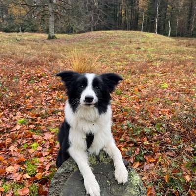 Hundetreffen-Suche vorsichtige Hundekontakte für Junghündin-Bild