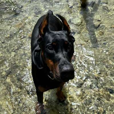 Hundetreffen-Gassi & Spielpartner gesucht-Bild