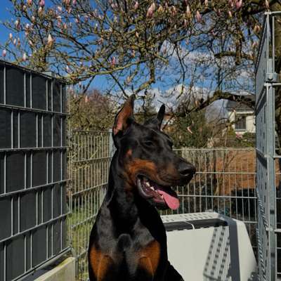 Hundetreffen-Hundefreunde gesucht-Bild