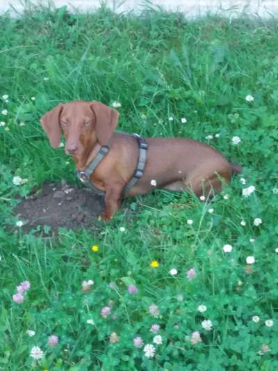 Hundetreffen-Junghunde Treffen Köln PollerWiesen-Bild