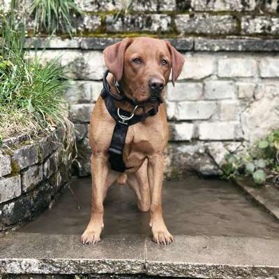 Hundetreffen-Fellfreunde gesucht :)-Bild