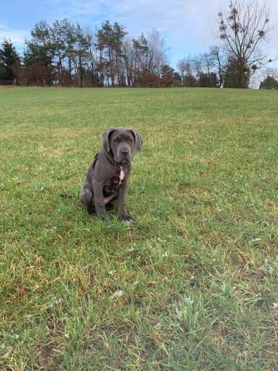 Rassensuche Cane Corso Italiano-Beitrag-Bild