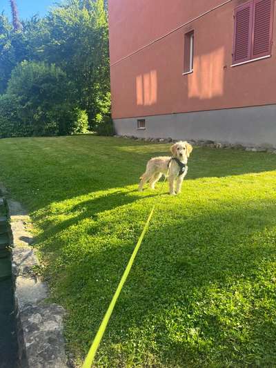 Hundetreffen-Neue Freunde finden-Bild