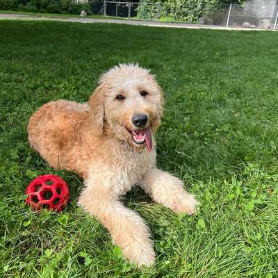 Hundetreffen-Neue Freunde finden-Bild