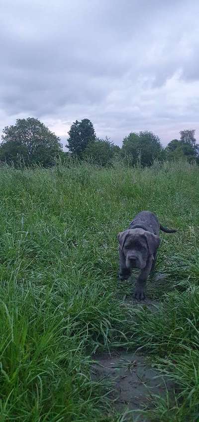 Rassensuche Cane Corso Italiano-Beitrag-Bild