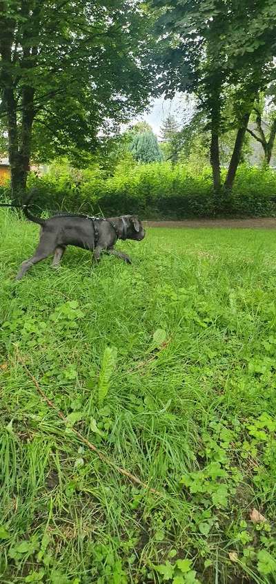 Rassensuche Cane Corso Italiano-Beitrag-Bild