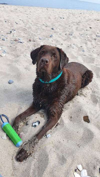 Labradorfans-Beitrag-Bild