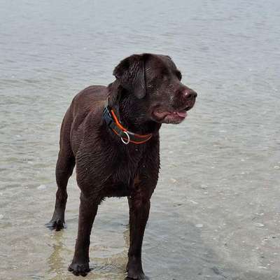 aktuelles Foto Gruppe Labrador