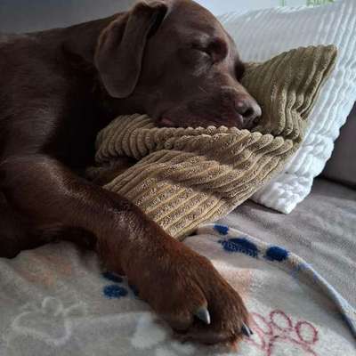 aktuelles Foto Gruppe Labrador