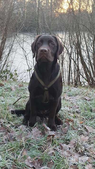 Labradorfans-Beitrag-Bild