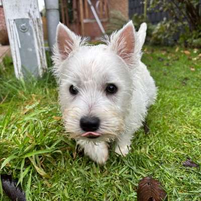 Hundetreffen-Westie Welpe sucht Spielkameraden 😊-Bild