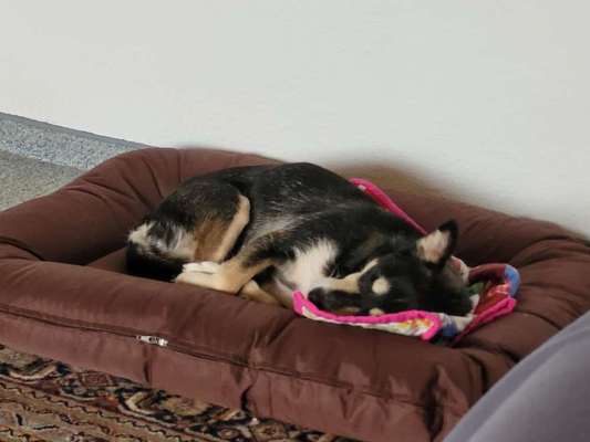 TierschutzhundeStammtisch🐕-Beitrag-Bild