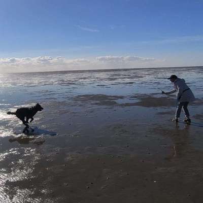 Hundetreffen-Gassirunden vor- und nachmittags-Bild