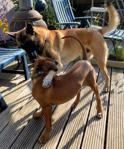 Bester Freund, Hundekumpel - zeigt her!-Beitrag-Bild