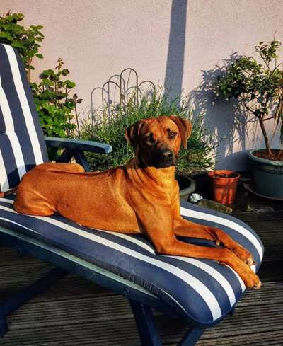 Rhodesian Ridgeback-Beitrag-Bild