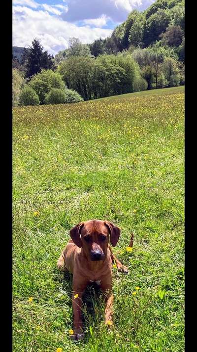 Die Dogorama Monats Challenge "Es grünt und blüht"-Beitrag-Bild