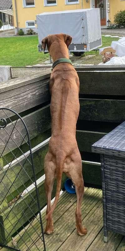 Zeige das lustigste Bild eures Hundis-Beitrag-Bild