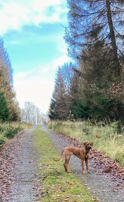 Die Dogorama Kalender Challenge Teil 1/4-Beitrag-Bild