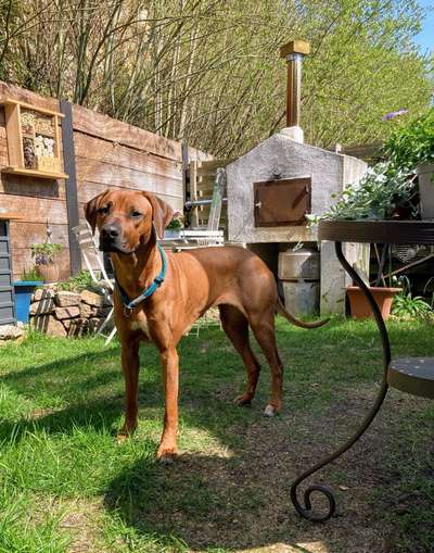 Rhodesian Ridgeback-Beitrag-Bild