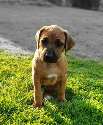 Welpen Bilder !-Beitrag-Bild