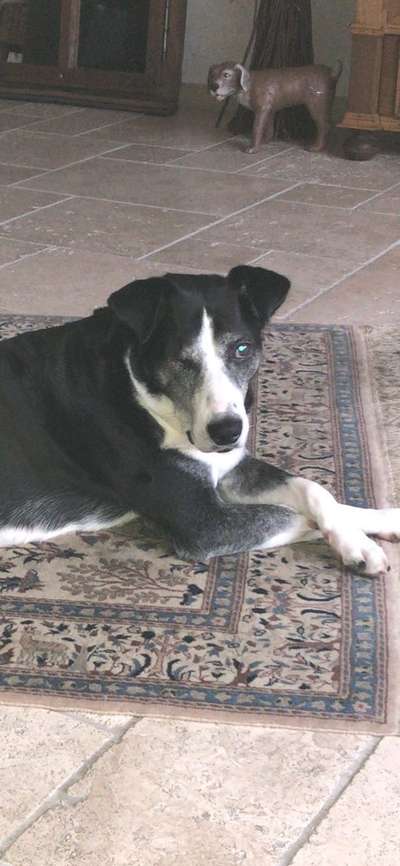 Mischlingshunde Foto Aufruf-Beitrag-Bild