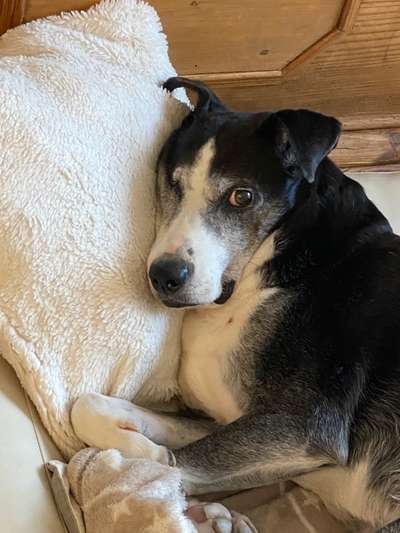 Dogorama Photo Challenge - Einmal lächeln bitte-Beitrag-Bild