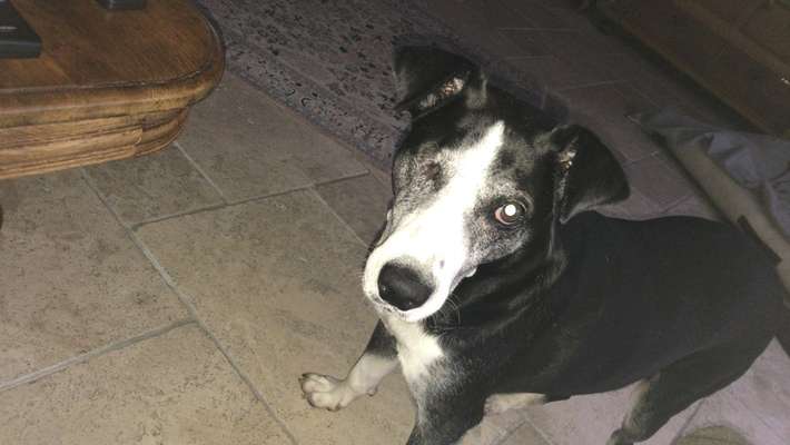 euer ältester Hund ?-Beitrag-Bild