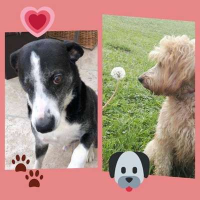 Die Dogorama Wochen Challenge "Friends will be Friends"-Beitrag-Bild