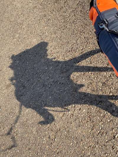 Zeigt eure verrücktesten Hundebilder-Beitrag-Bild