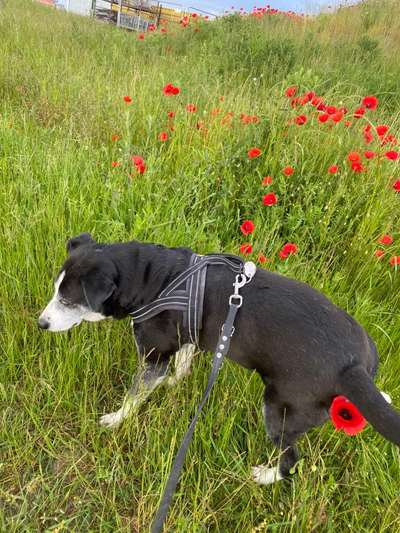 Fotochallange 63: "Dein blühendes Hündchen"-Beitrag-Bild