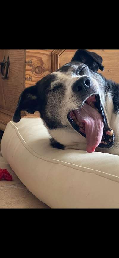 Tongue Out Tuesday-Beitrag-Bild