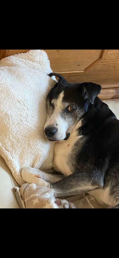 Auslandstierschutz-Beitrag-Bild