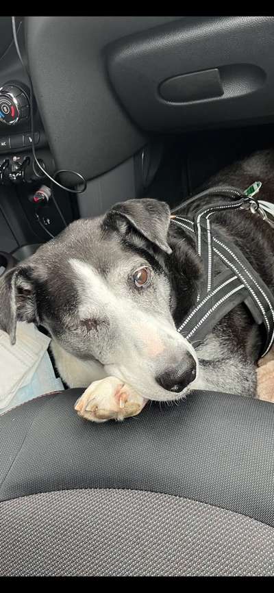 FOTOCHALLENGE 70 - Dein Hund im Auto-Beitrag-Bild