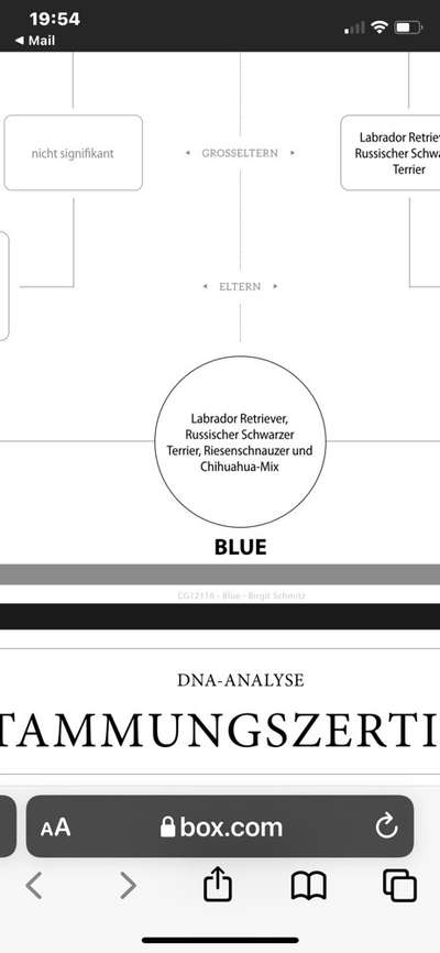 Mischlingshunde Foto Aufruf-Beitrag-Bild