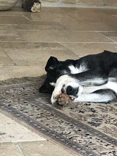 Die Dogorama Kalender Challenge Titelbild-Beitrag-Bild