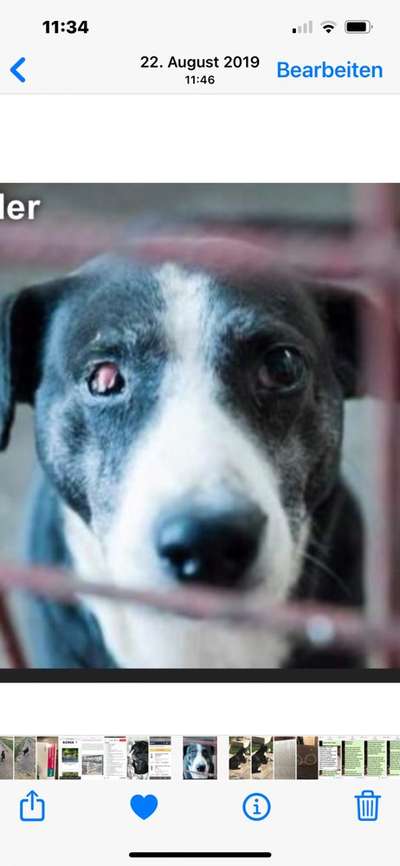 Dackelblick-Beitrag-Bild