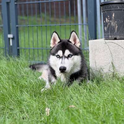 Hundetreffen-Trainingstreff-Bild