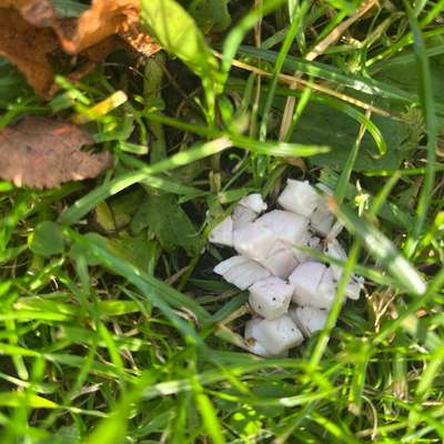 Giftköder-Verdacht Giftköder-Bild