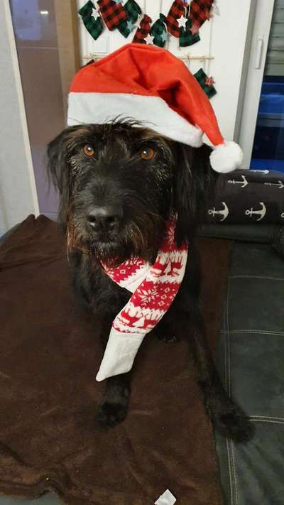 Challenge Nr. 8  Dein Hund im Weihnachtslook-Beitrag-Bild