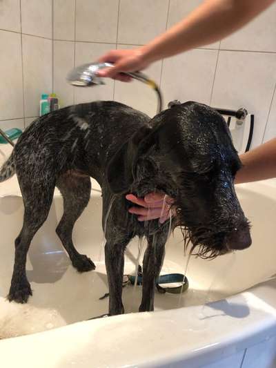 Dogorama-Monats-Challenge-Mai "Wasser"-Beitrag-Bild