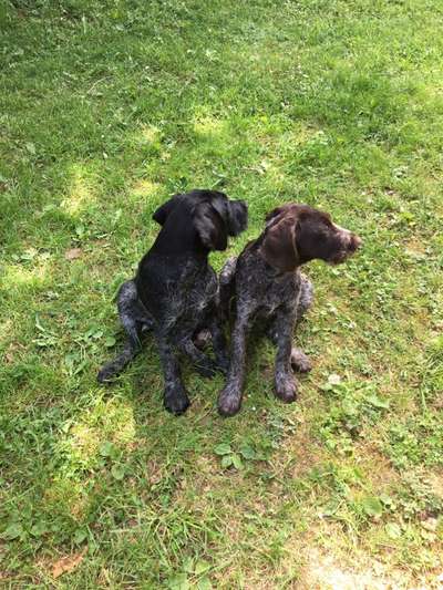 Bester Freund, Hundekumpel - zeigt her!-Beitrag-Bild