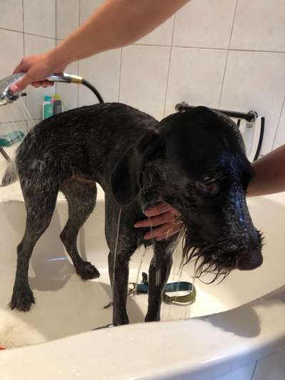 Dogorama-Monats-Challenge-Mai "Wasser"-Beitrag-Bild