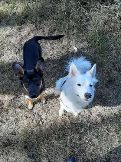 Die Dogorama Kalender Challenge Titelbild-Beitrag-Bild