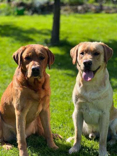 Mehrhundehalter!-Beitrag-Bild