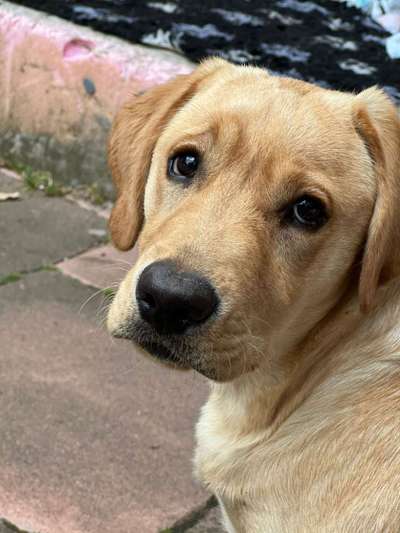 Labradorfans-Beitrag-Bild