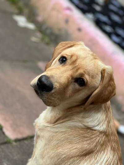 Labradorfans-Beitrag-Bild